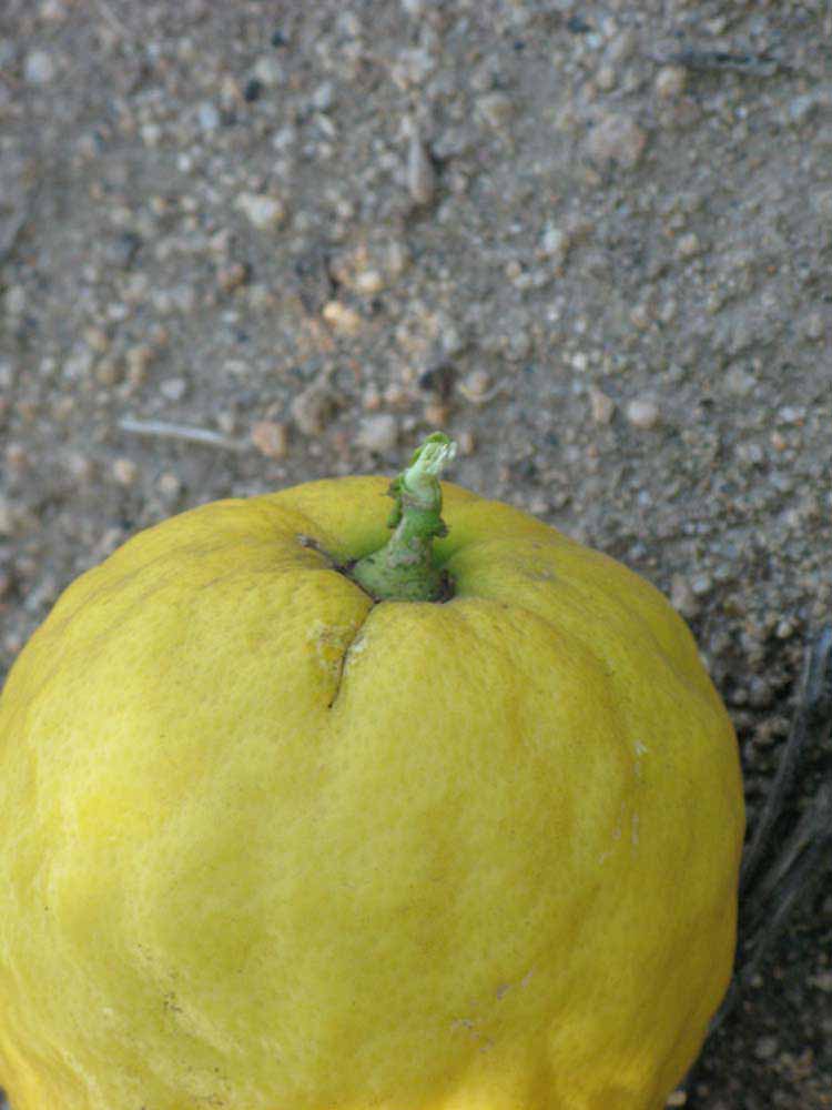            Fruit (Riverside, CA)   